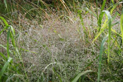 Water droplets on Purple Love Grass (Eragrostis spectabilis)