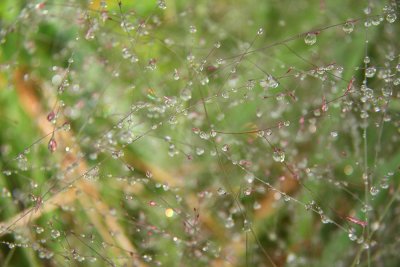 Water droplets on Purple Love Grass (Eragrostis spectabilis)