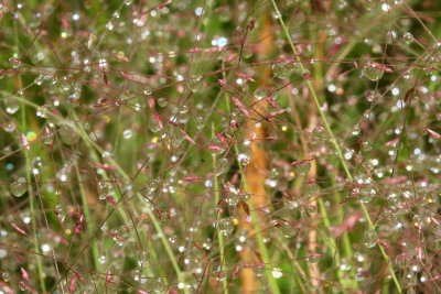 Water droplets on Purple Love Grass (Eragrostis spectabilis)