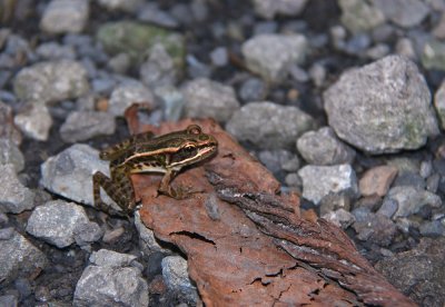 Pickerel Frog