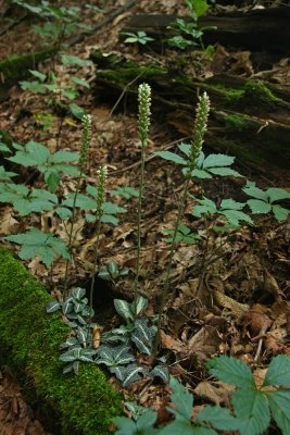 Goodyera pubescens (Downy Rattlesnake Orchid)