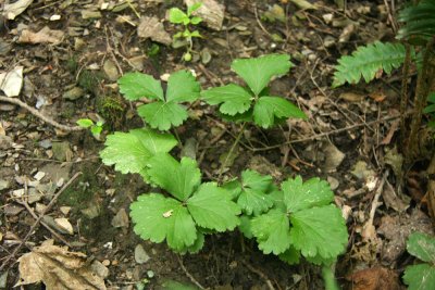 Waldsteinia fragaroides- Barren Strawberry