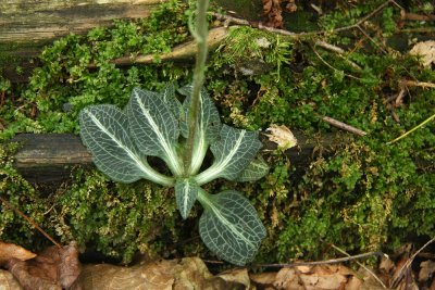 Goodyera pubescens (Downy Rattlesnake Orchid)