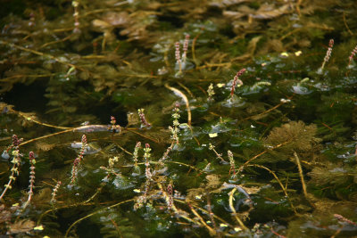 Myriophyllum spicatum- Eurasian Water Milfoil