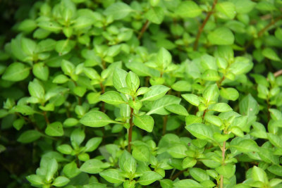 Ludwigia palustris- Marsh Seedbox