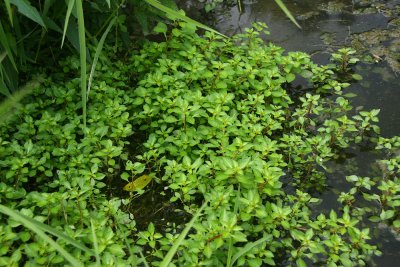 Ludwigia palustris- Marsh Seedbox