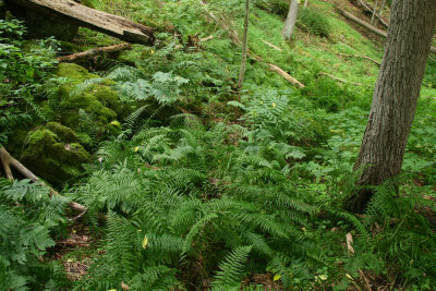 Diplazium pycnocarpon (Glade Fern)