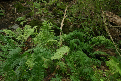 Matteuccia pennsylvanica (Ostrich Fern)