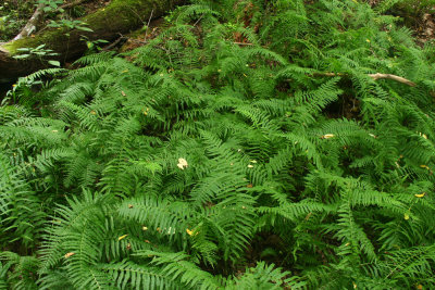 Diplazium pycnocarpon (Glade Fern)