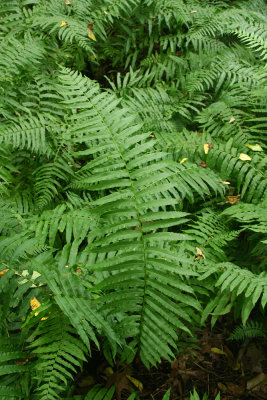 Diplazium pycnocarpon (Glade Fern)