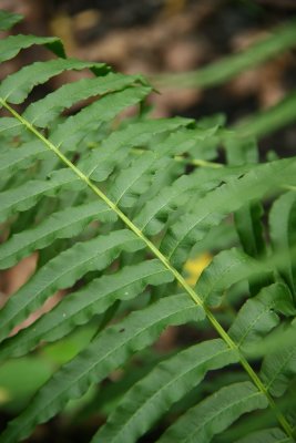 Diplazium pycnocarpon (Glade Fern)