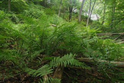 Matteuccia pennsylvanica (Ostrich Fern)