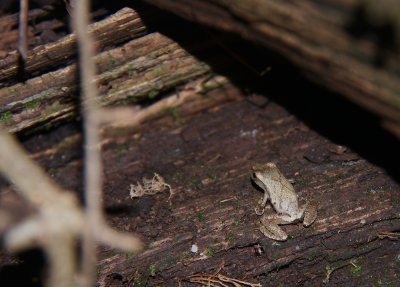 Northern Spring Peeper