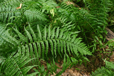 Diplazium pycnocarpon (Glade Fern)
