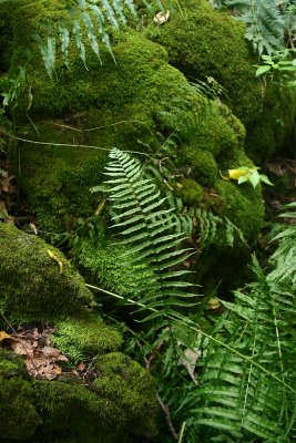 Ferns and allies