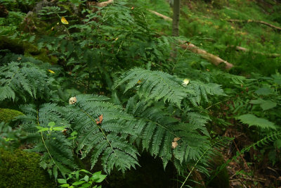 Dryopteris goldiana- Goldie's Wood Fern