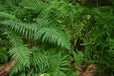 Diplazium pycnocarpon (Glade Fern)