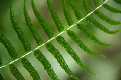 Diplazium pycnocarpon (Glade Fern)