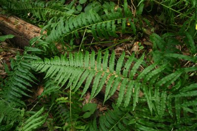 Diplazium pycnocarpon (Glade Fern)