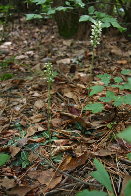 Goodyera pubescens (Downy Rattlesnake Orchid)
