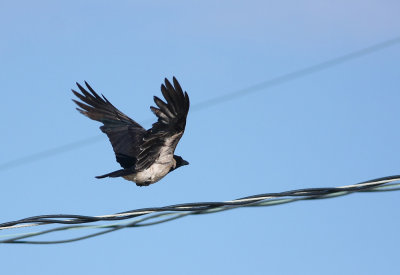 Hooded Crow