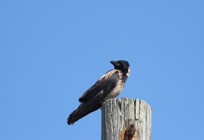 Hooded Crow