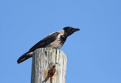 Hooded Crow