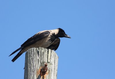 Hooded Crow