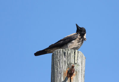 Hooded Crow