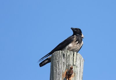 Hooded Crow