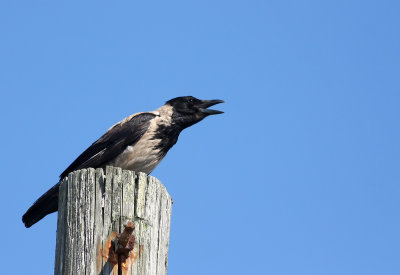 Hooded Crow