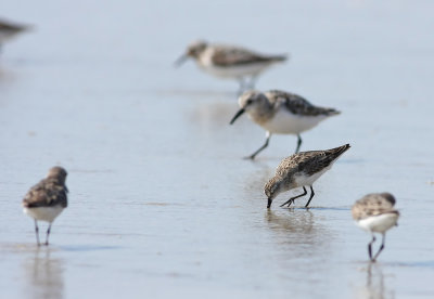 Semipalmated Sandpiper