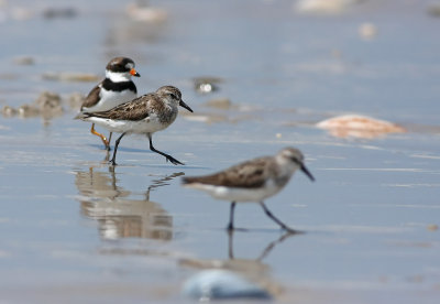 Semipalmated Sandpipers