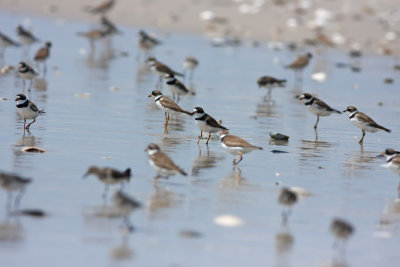 Plovers and sandpipers