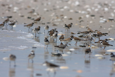 Plovers and sandpipers