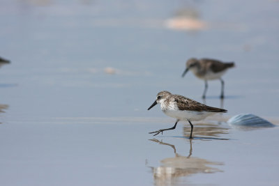 Semipalmated Sandpipers