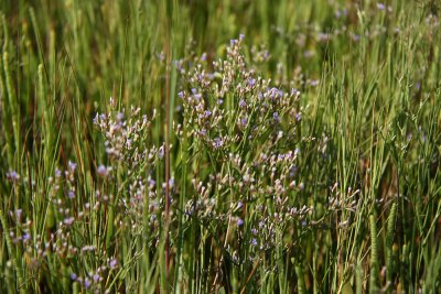 Limonium carolinum (Sea Lavender)