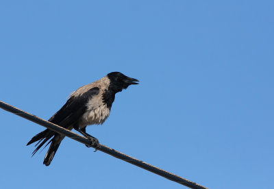 Hooded Crow