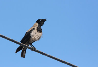 Hooded Crow
