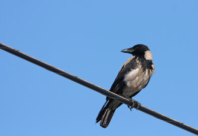 Hooded Crow