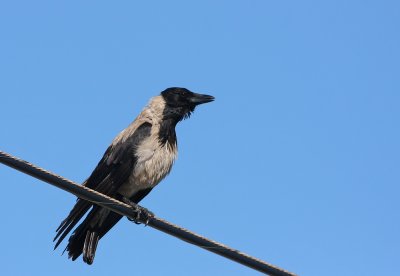 Hooded Crow