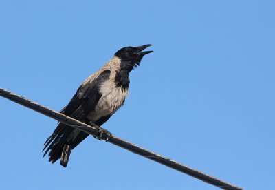 Hooded Crow