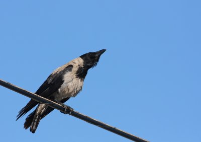 Hooded Crow
