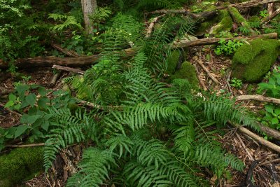 Diplazium pycnocarpon (Glade Fern)