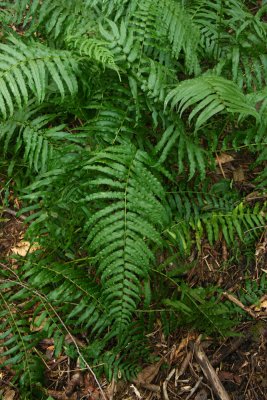 Diplazium pycnocarpon (Glade Fern)