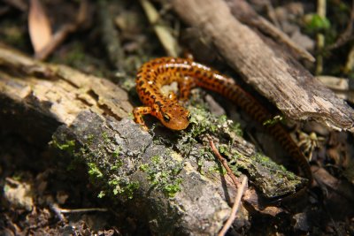 Long-tailed Salamander