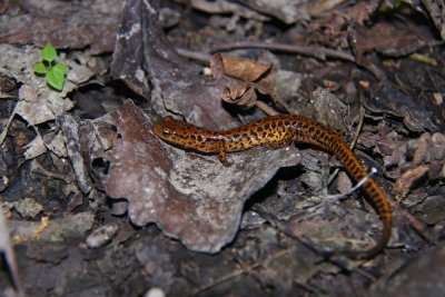 Long-tailed Salamander