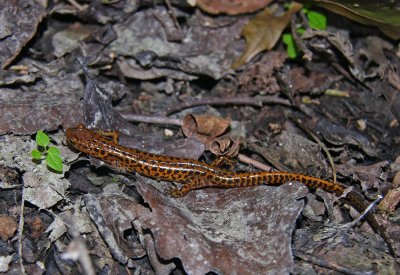 Long-tailed Salamander