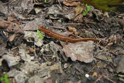 Long-tailed Salamander