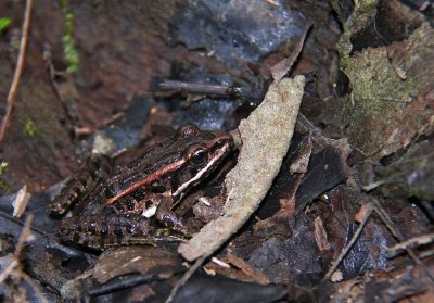 Pickerel Frog